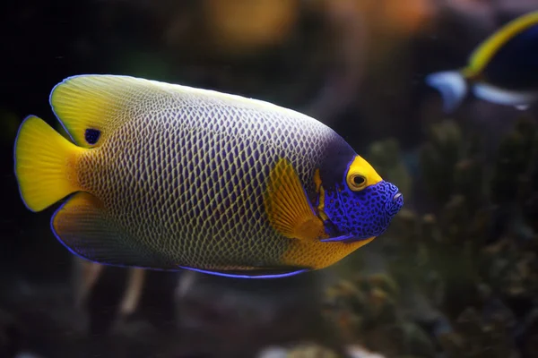 Tropical fish — Zdjęcie stockowe