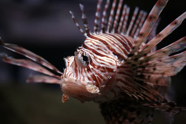 Peixe tropical — Fotografia de Stock