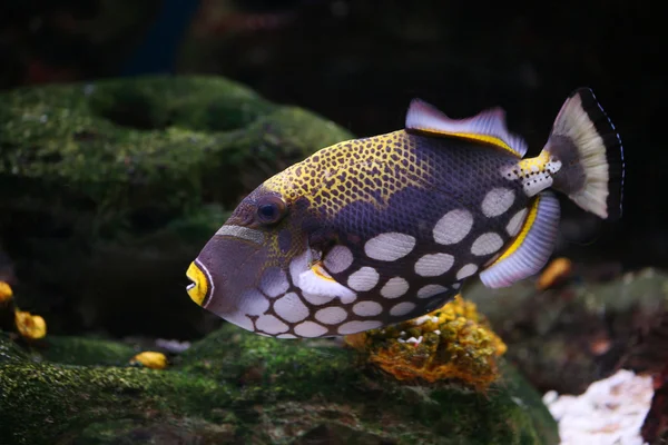 Triggerfish плаває — стокове фото