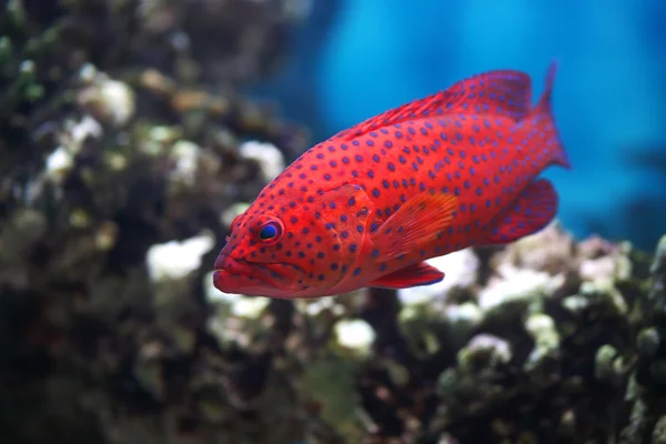 Färg fisk — Stockfoto