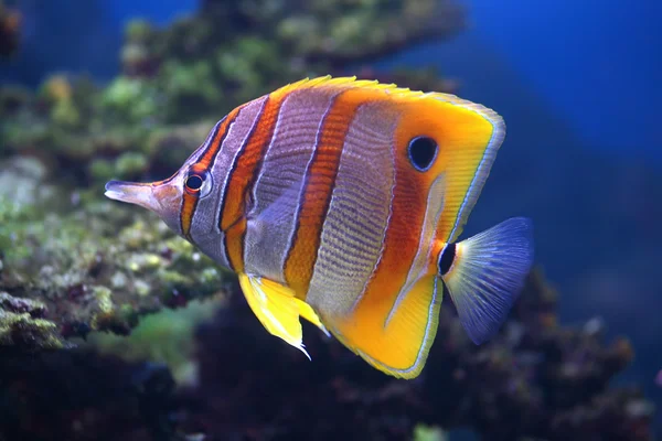 Colourful Sixspine butterfly-fish — Stock Photo, Image