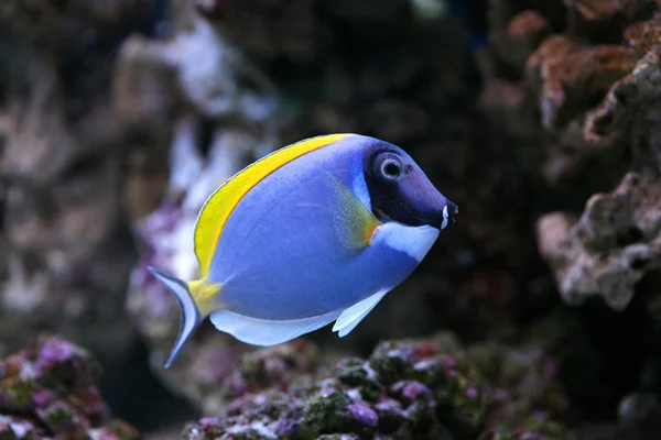 Pó-azul Sergeonfish — Fotografia de Stock