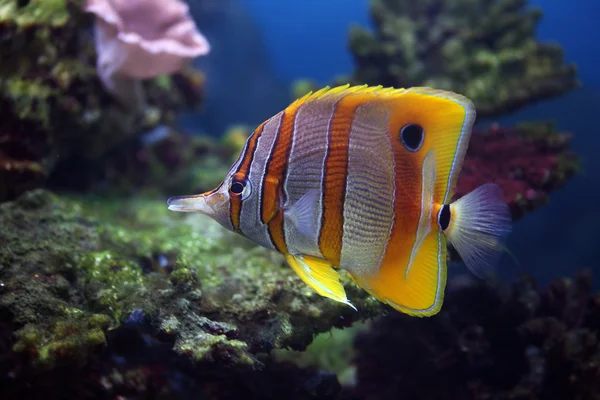 Bunte Sechsdorn-Schmetterlingsfische — Stockfoto