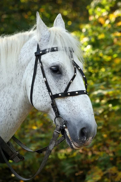 Hlava koně. — Stock fotografie