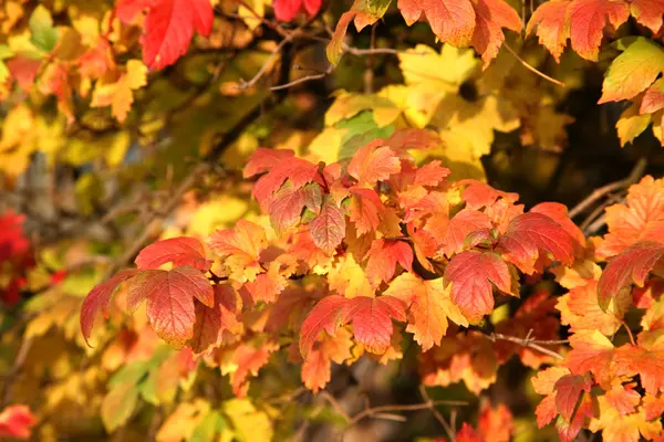 Color leaves — Stock Photo, Image