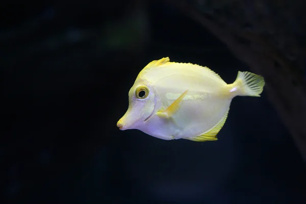 Renkli balık — Stok fotoğraf