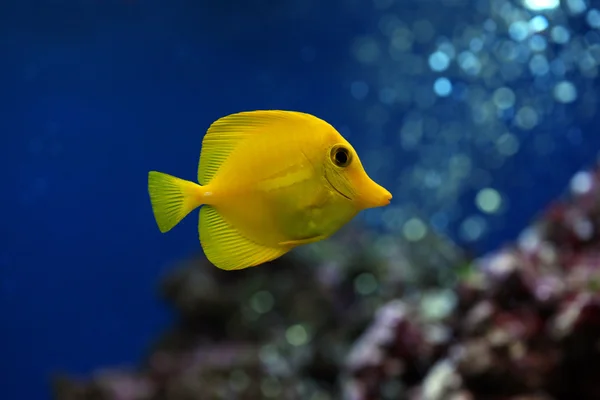 Doctorfish — Stock Photo, Image