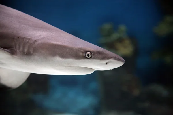 stock image Small shark