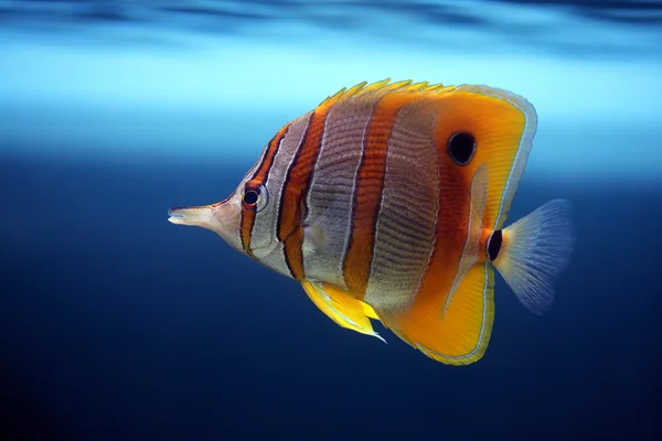 Renkli sixspine kelebek balıkları — Stok fotoğraf