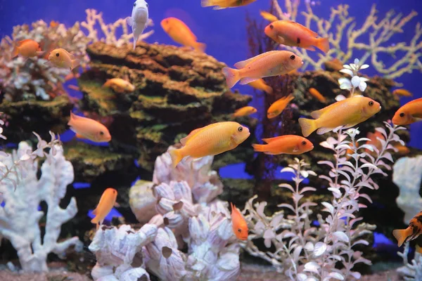 Aquarium — Stockfoto
