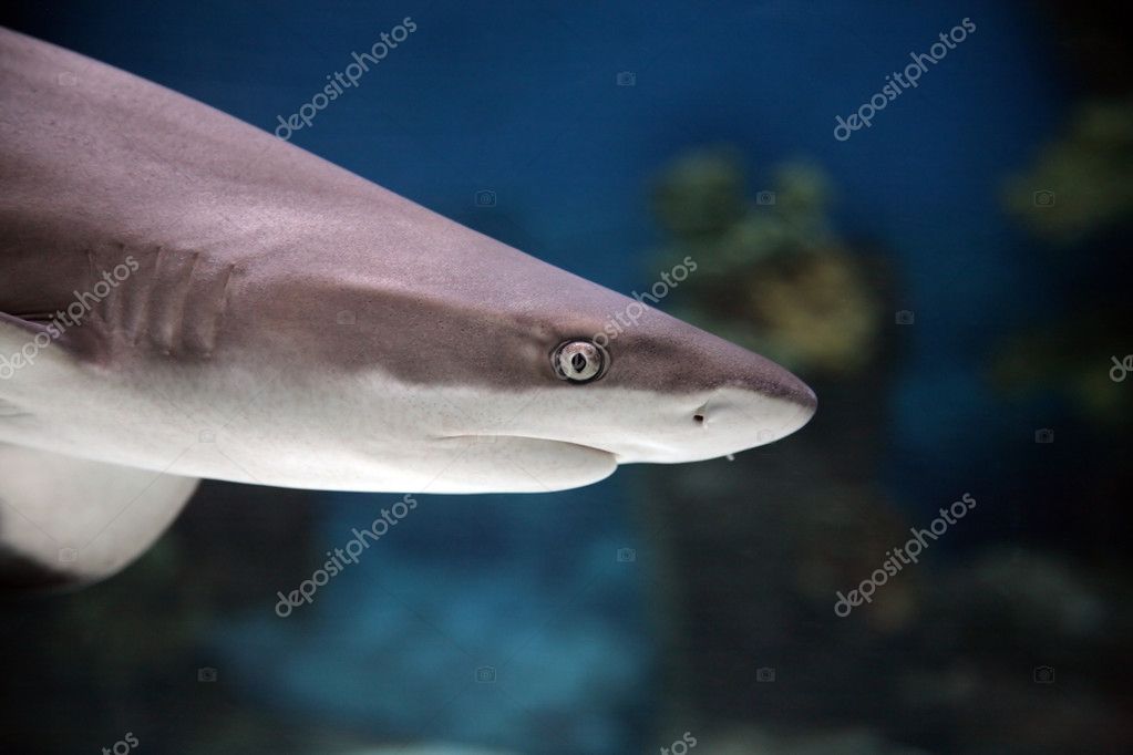 Small shark — Stock Photo © offscreen #1212068