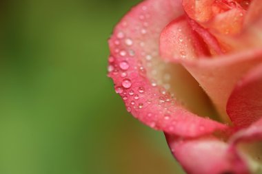 Petals of a rose clipart