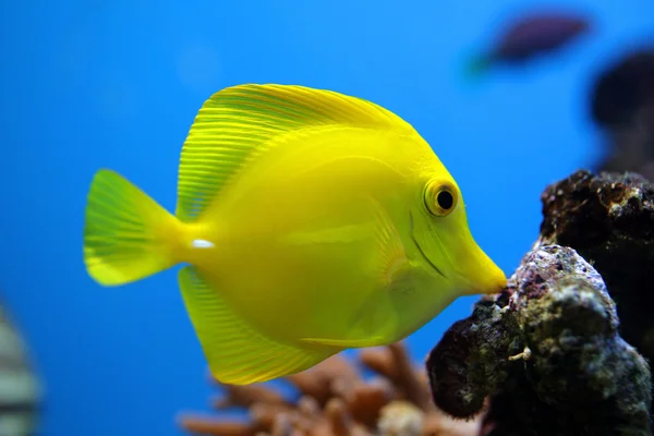 Fish Zebrasoma flavescens — Stock Photo, Image