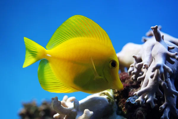 Tropical fish (Zebrasoma flavescens) — Stock Photo, Image