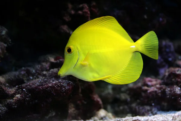 Fish Zebrasoma flavescens — Stock Photo, Image
