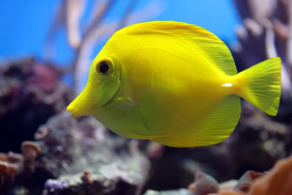 Tropical fish (Zebrasoma flavescens) — Stock Photo, Image
