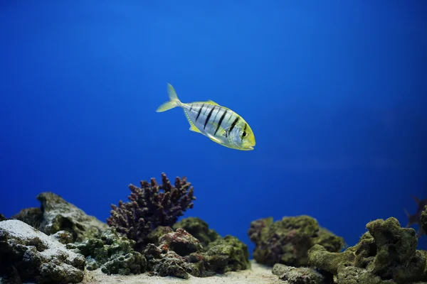 Peixe em um aquário — Fotografia de Stock