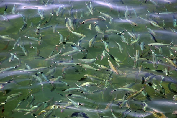 A halak ajtófélfa — Stock Fotó