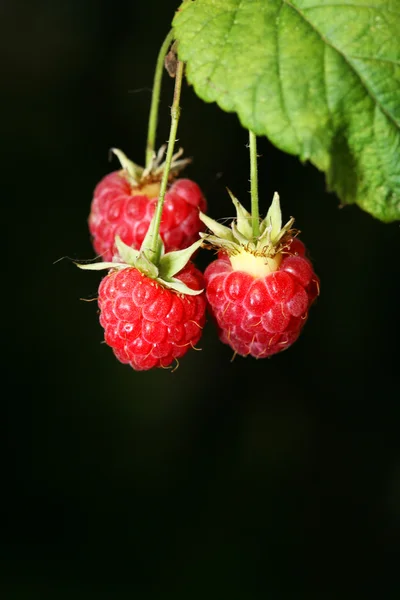 stock image Ripe berries of a raspberry