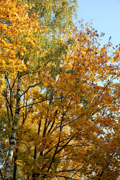 Foliage of autumn trees — Stock Photo, Image