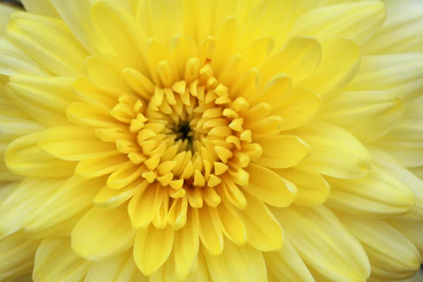 stock image Chrysanthemum close up