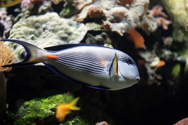 Peixes listrados tropicais — Fotografia de Stock