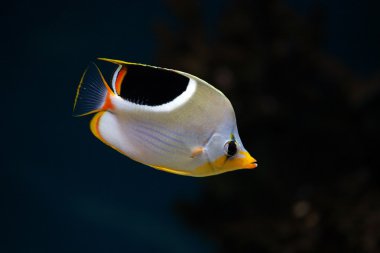 Tropical fish Saddleback Butterflyfish clipart