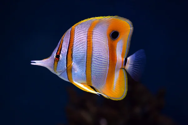 Sixspine butterfly-fish — Stock Photo, Image