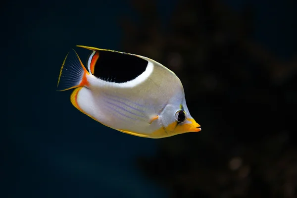 Tropikal balık Semerli butterflyfish — Stok fotoğraf