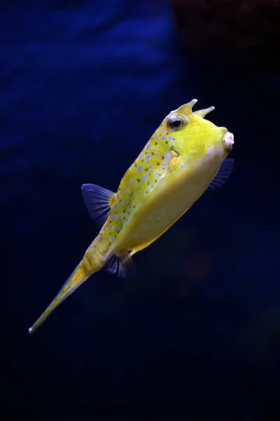 Tropical fish - Lactoria Cornuta — Stock Photo, Image