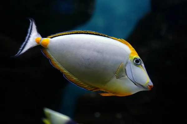 Tropiska fiskar naso elegans — Stockfoto
