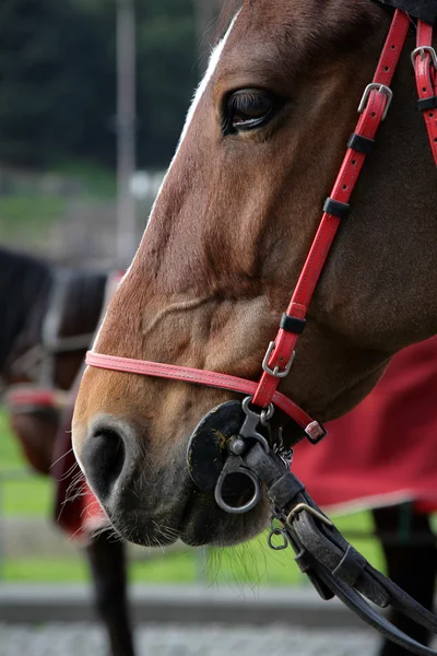 Начальник кінь — стокове фото