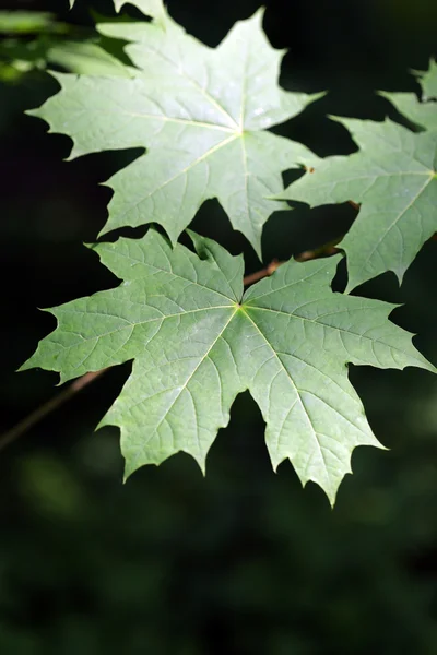 Bir akçaağaç yeşil yaprakları — Stok fotoğraf