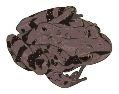 Spotty frog clipart
