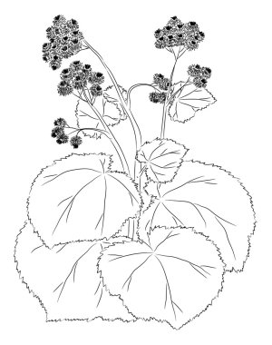 Graceful burdock clipart