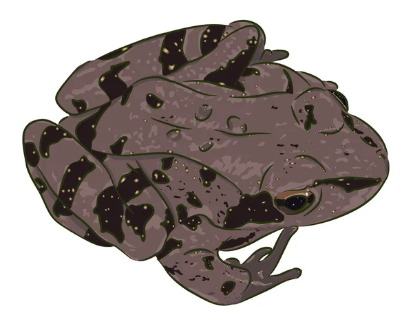 Пятнистая лягушка — стоковый вектор
