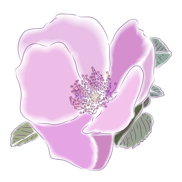 Dogrose virág — Stock Vector