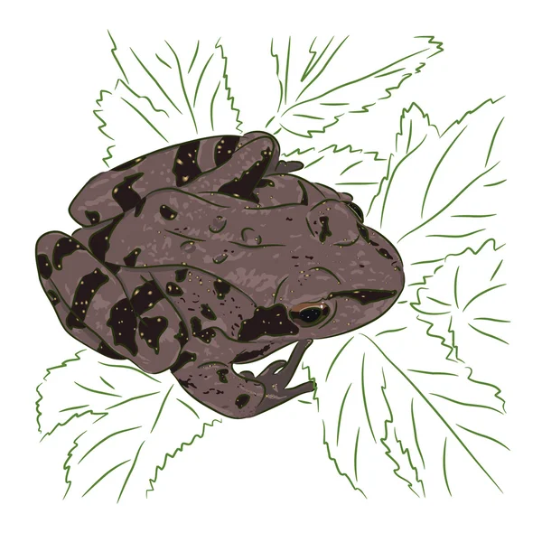 Meadow Frog — Stock Vector