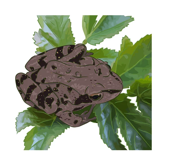 Лягушка на листьях — стоковый вектор