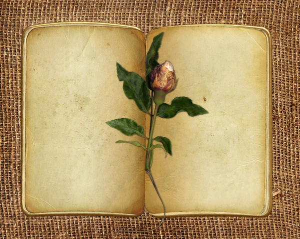 Open old book with rose on the isolated — Stock Photo, Image