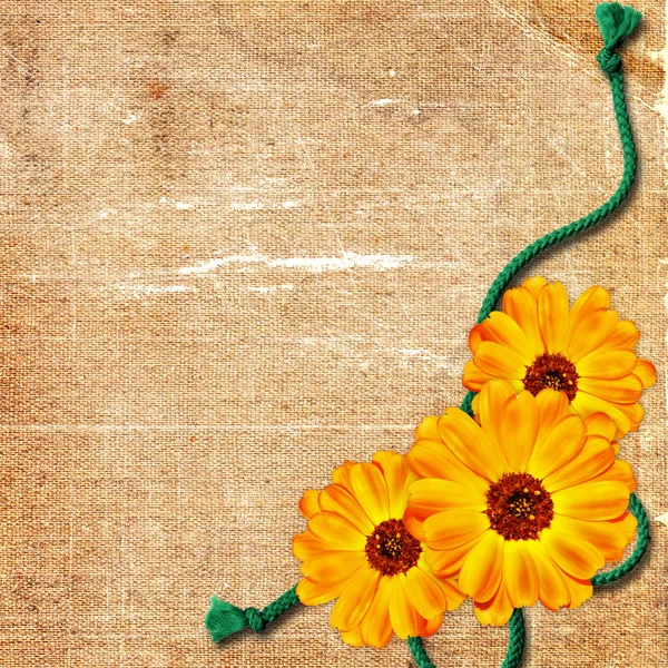 Old grunge background with flower and ro — Stock Photo, Image
