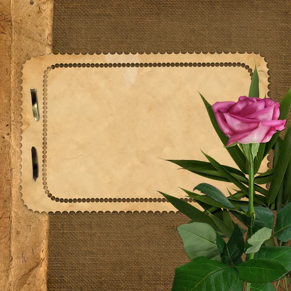 Sheet for design on background with rose — Stock Photo, Image