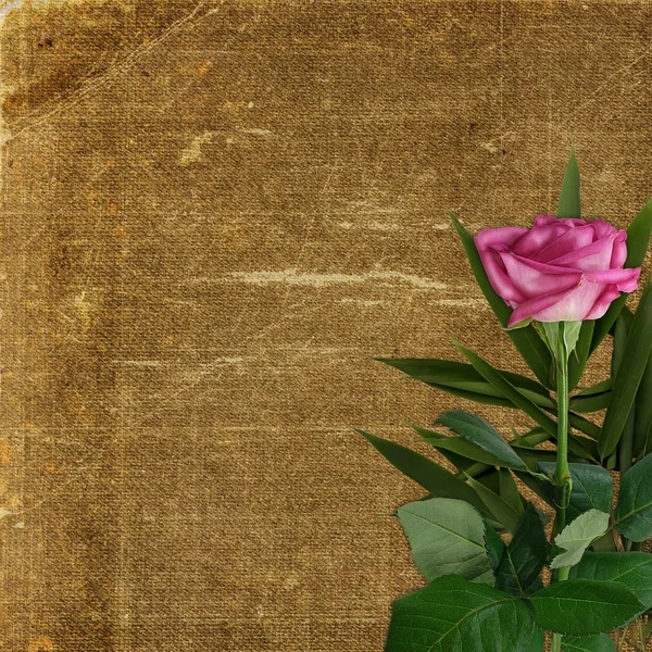 Grunge background for design with rose — Stock Photo, Image