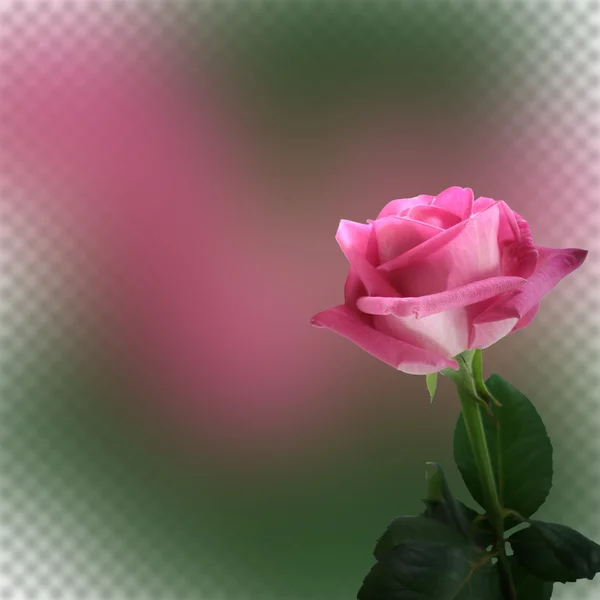 Абстрактный фон с розой для дизайна — стоковое фото