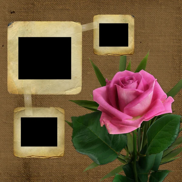 Oude dia's voor foto met roze roos — Stockfoto