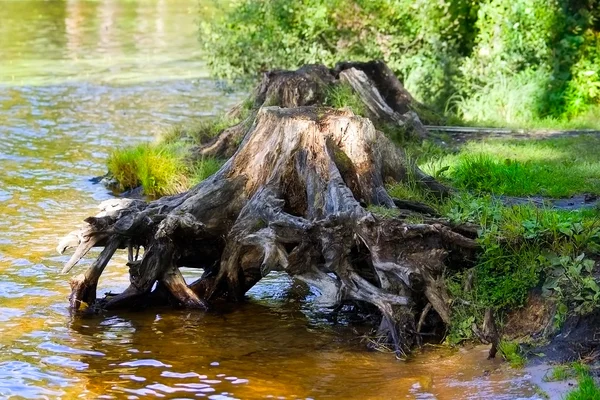 stock image Stump