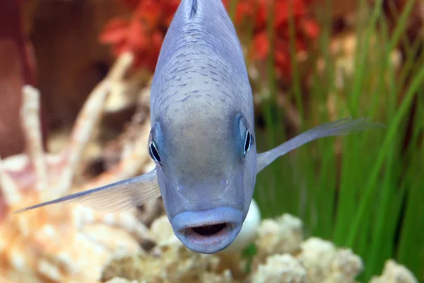 Kleine aquariumvissen "blauwe Akara " Stockafbeelding