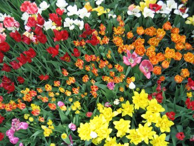 Flowerbed of tulips clipart