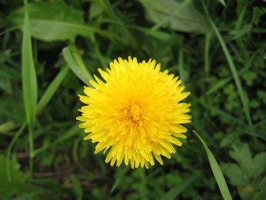 Dandelion clipart