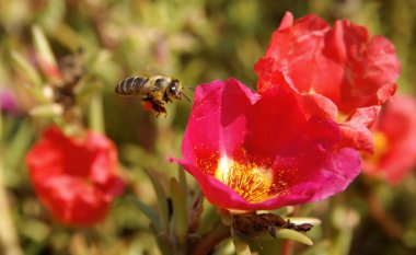 Bee with nectar clipart